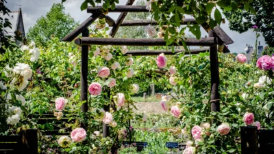 Jardin fleuri de Quimper avec pergola en bois et rosiers en fleurs, un incontournable à découvrir lors d’une visite en Cornouaille