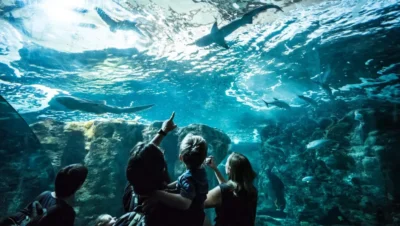 Les zones thématiques d’Océanopolis : polaires, tropicales et bretonnes